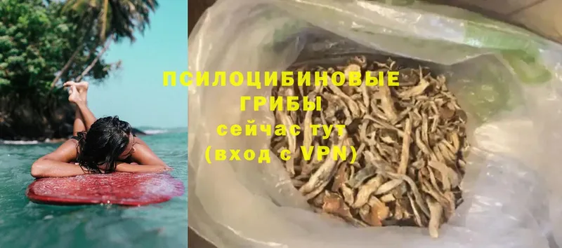 Галлюциногенные грибы Psilocybe  где найти наркотики  Тарко-Сале 